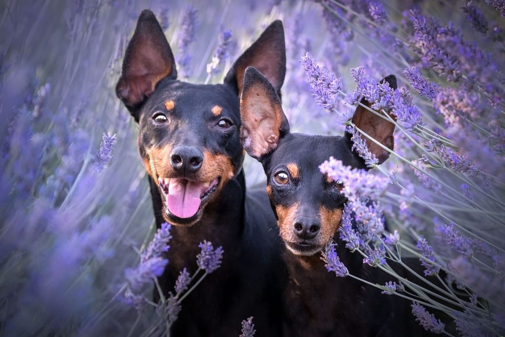 two dogs and lavander flowers